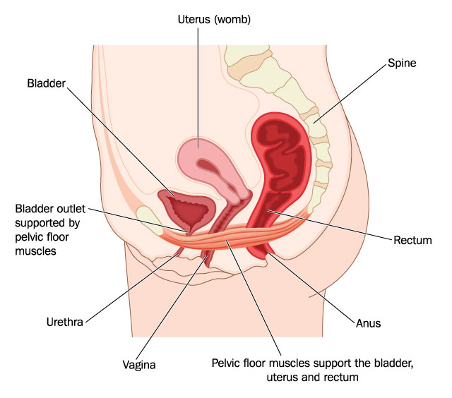 Diagram showing the anatomy of the pelvic floor