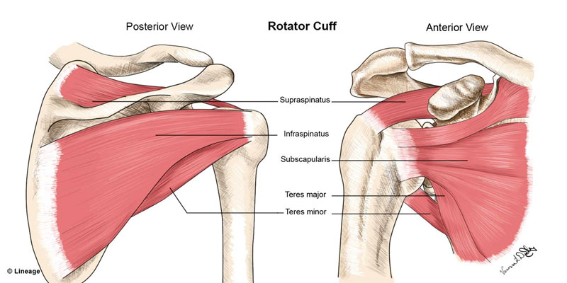 Anatomy of the shoulder showing the rotator cuff