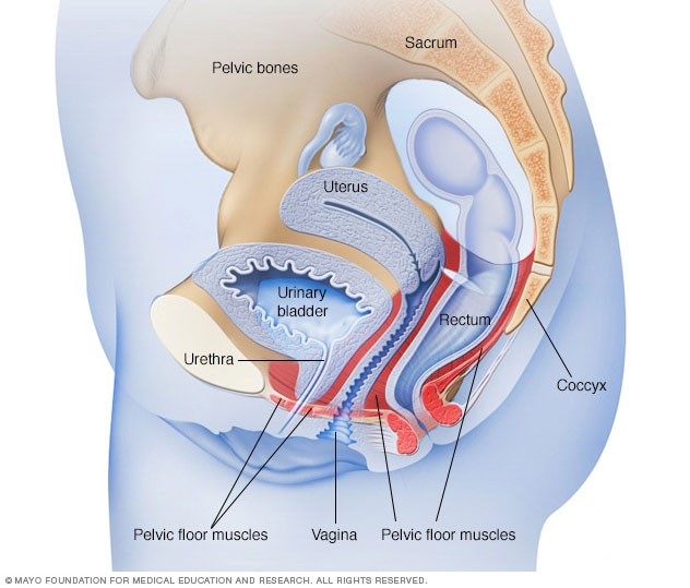 Pelvic Floor Muscles