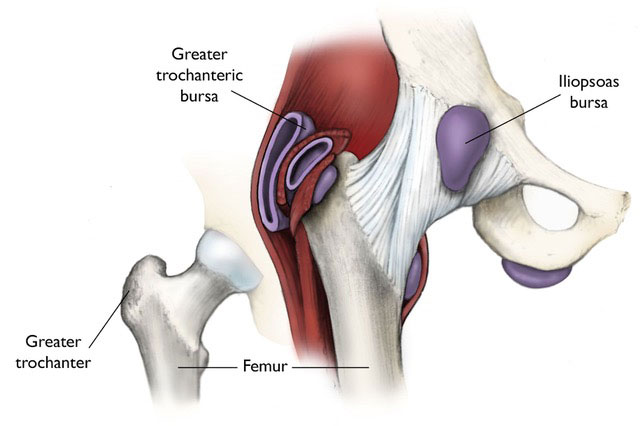 Hip Anatomy