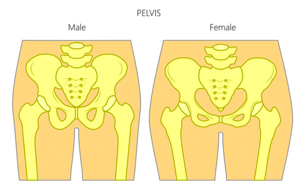 Male vs Female Pelvis