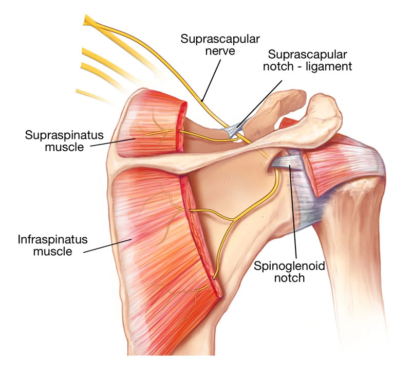 Anatomy of the shoulder showing the suprascapular nerve in relation to other structures