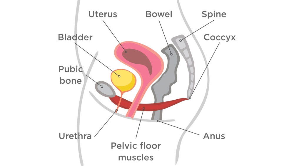 Anatomy of the pelvis