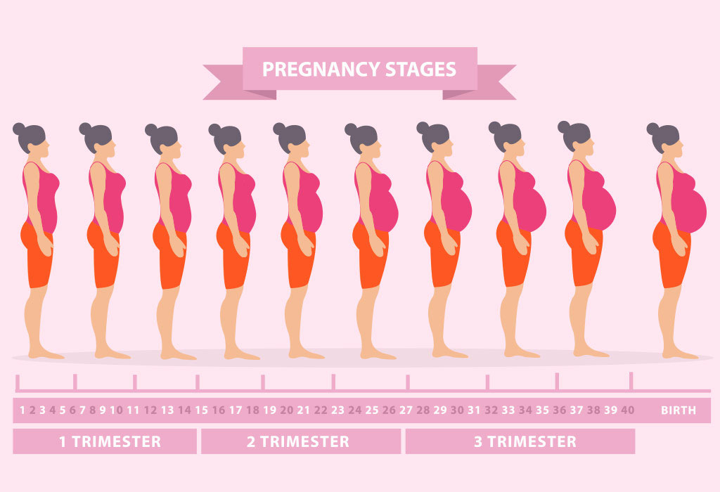 Stages of Pregnancy