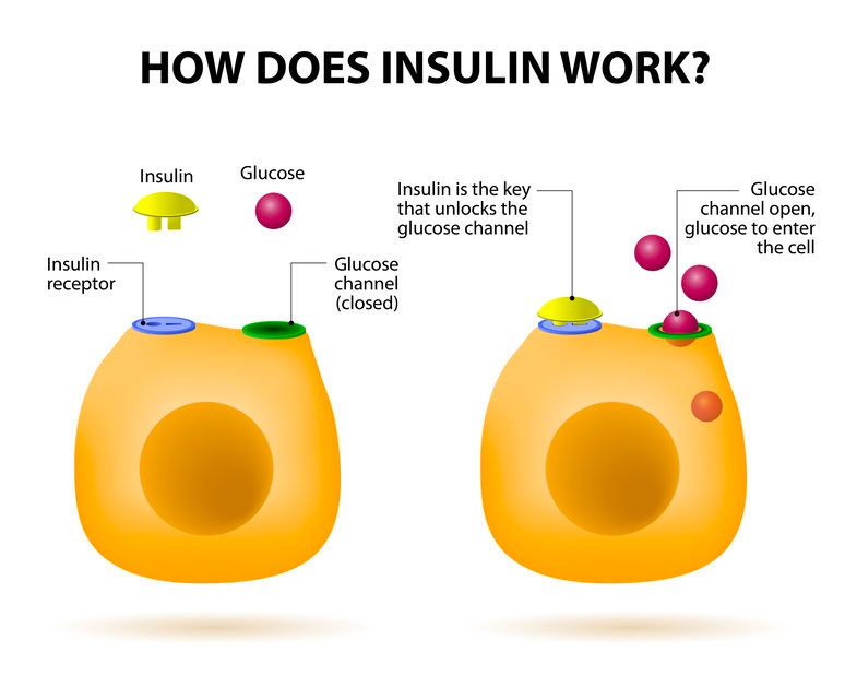 How does insulin work?