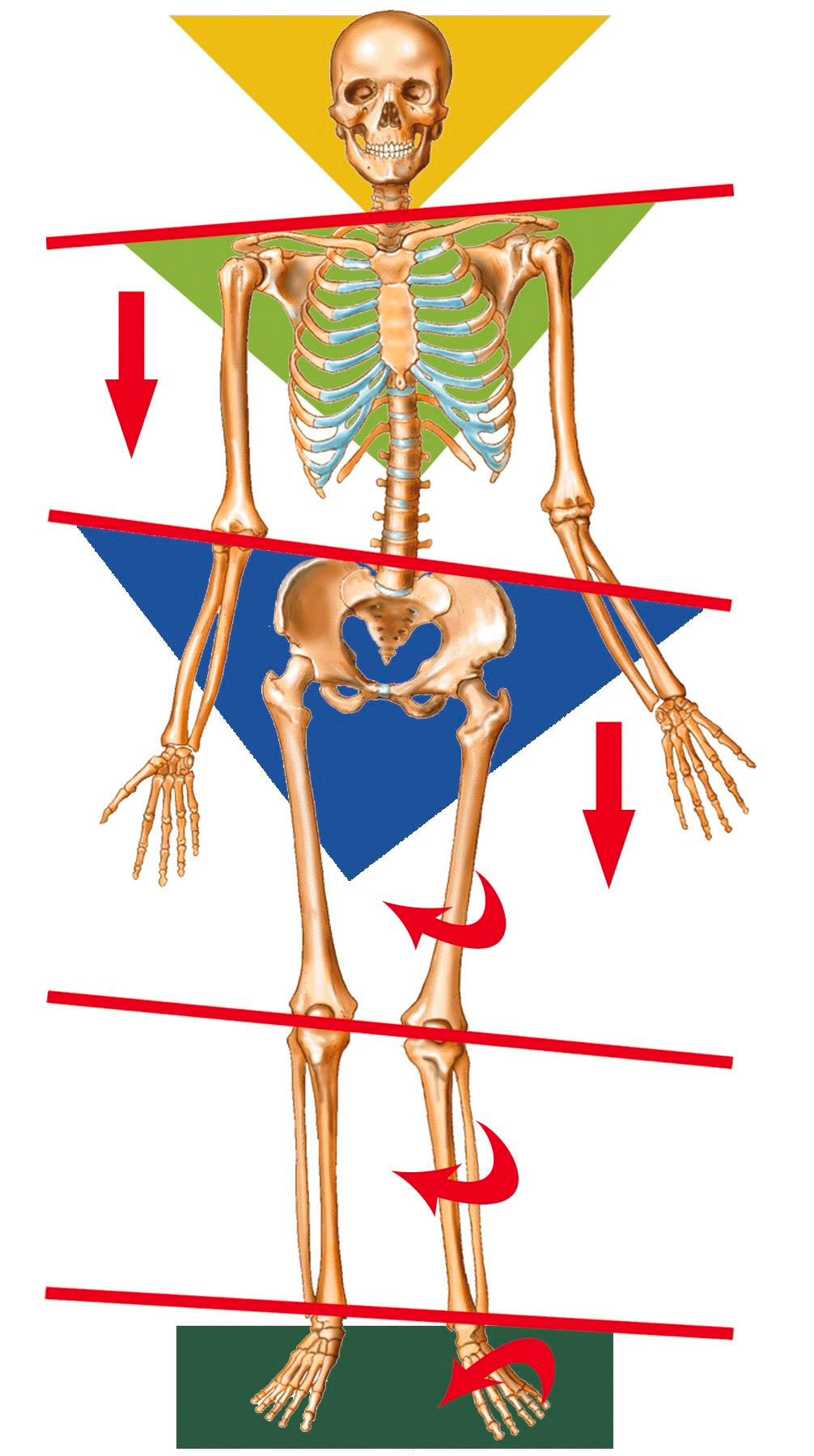 Diagram showing how posture can lead to functional leg length discrepancies