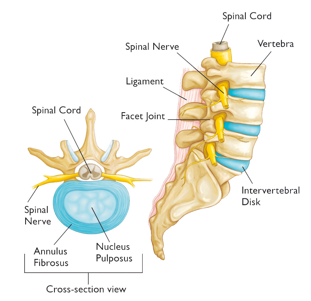 Diagram showing anatomy of the spine
