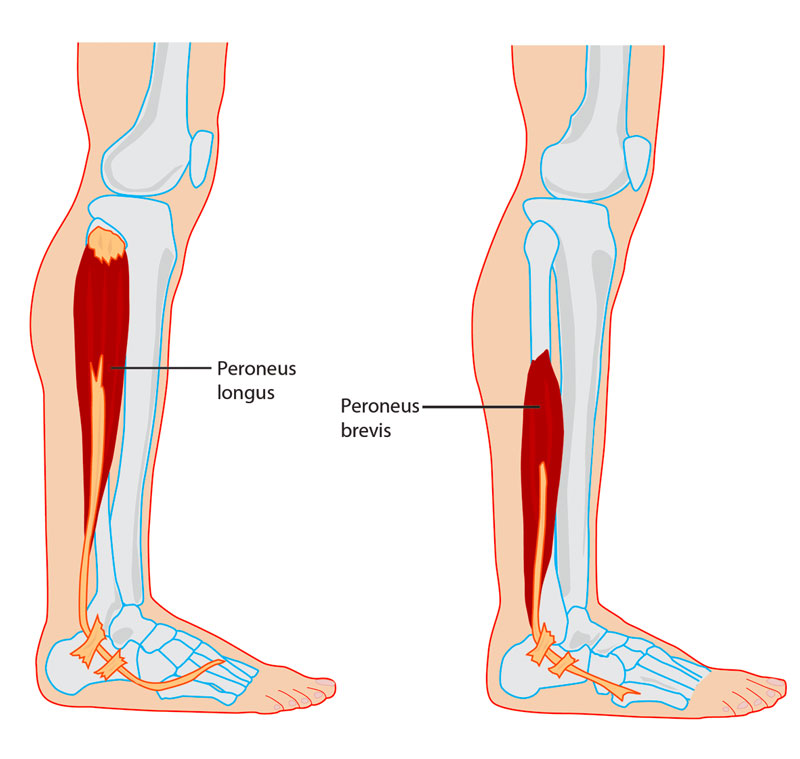 Diagram showing the peroneus longus and peroneus brevis muscles