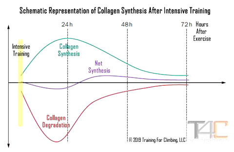 Representation of the load and breakdown placed upon tendons with net synthesis and breakdown reaching equilibrium levels approx. 48 hours after training periods