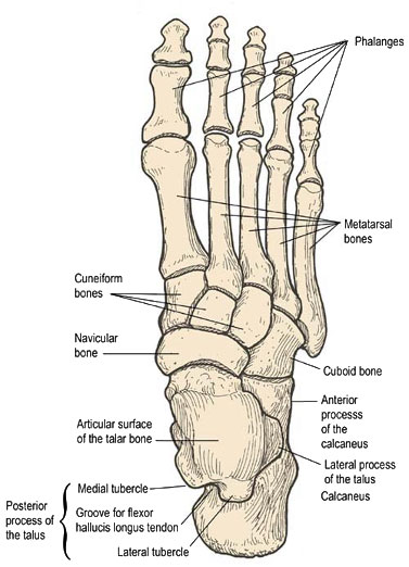 Bones of the foot