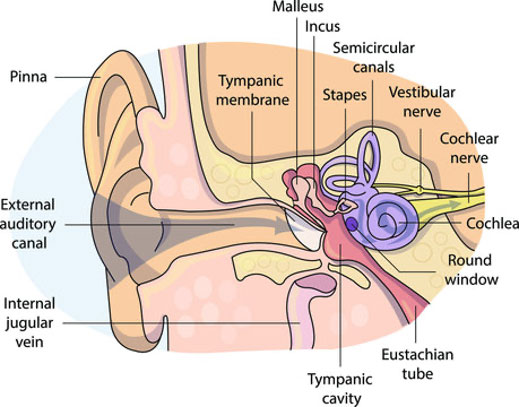 Diagram showing the inner ear