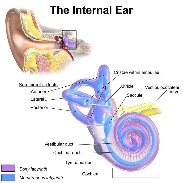 Figure 1 – Anatomy of Inner Ear 
